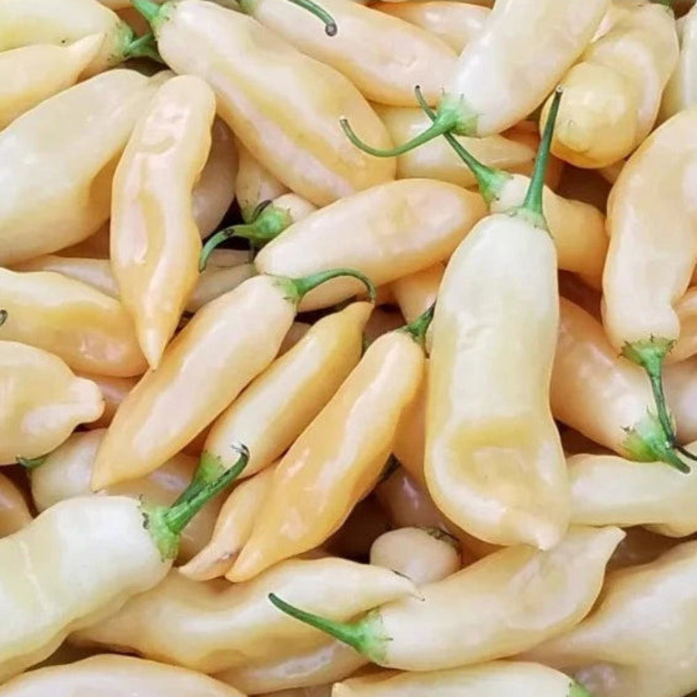 Sugar Rush Peach Hot Pepper Seeds Seeds Shipping heirloom non-gmo seeds