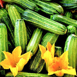 Costata Romanesco Zucchini Seeds Rib Striped Italian Squash Seed heirloom non-gmo seeds