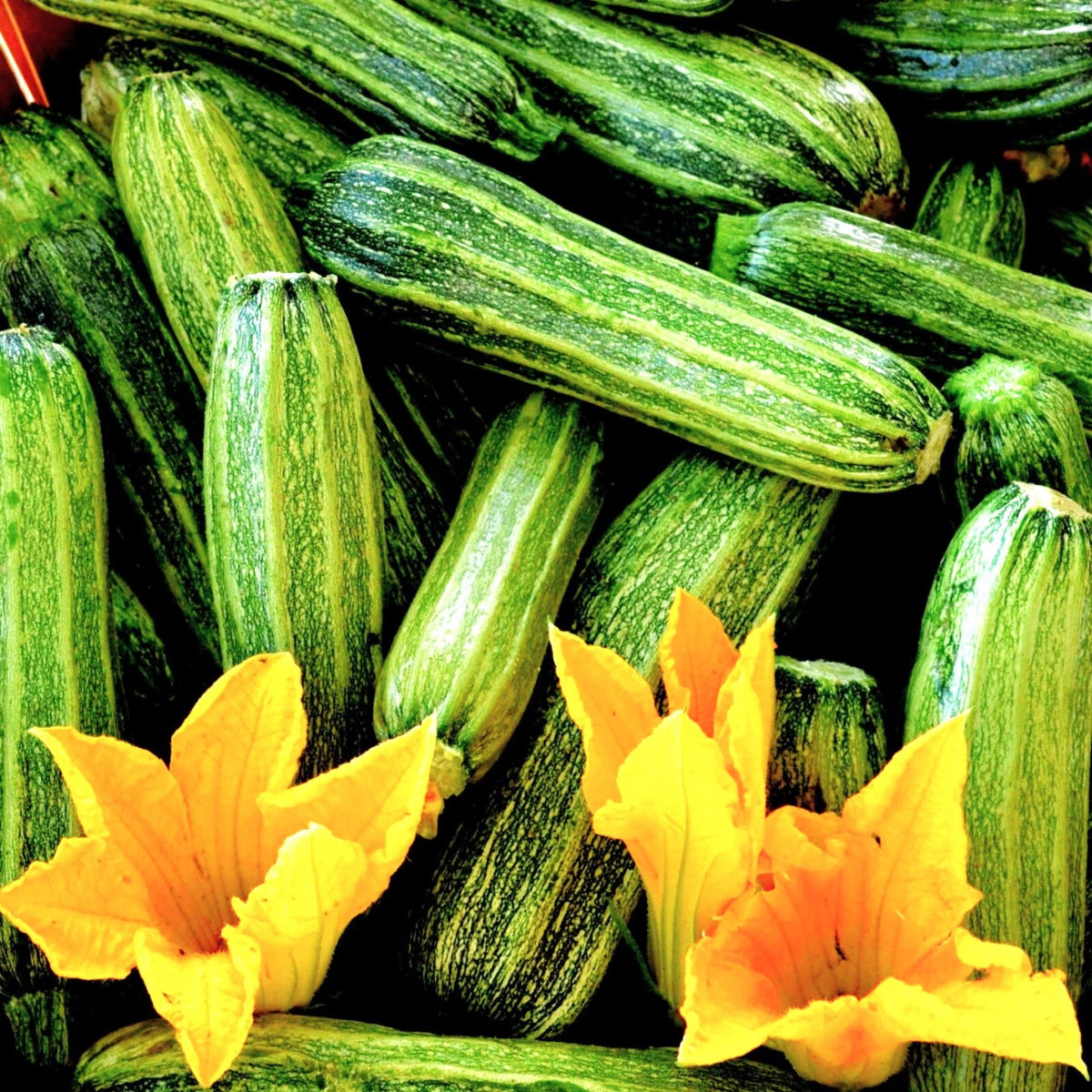Costata Romanesco Zucchini Seeds Rib Striped Italian Squash Seed heirloom non-gmo seeds