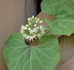 Cynanchum laeve Honeyvine Milkweed Seeds – Heirloom, Non-GMO