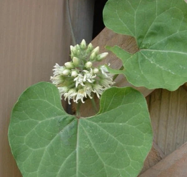 Cynanchum laeve Honeyvine Milkweed Seeds – Heirloom, Non-GMO