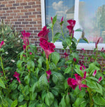 Cockscomb Celosia Cristate Seeds - per Color Red – Heirloom, Non-GMO