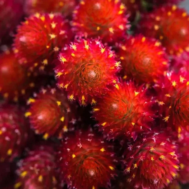 Gomphrena Strawberry Fields seeds Vivid Lipstick-red Blooms seeds – Heirloom, Non-GMO, High Germination Organic Garden Seeds