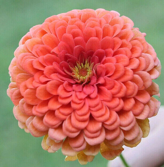 Coral Beauty Zinnia Seeds Garden Flower Pink Salmon Rose Color Seed Zinnia elegans heirloom non-gmo seeds