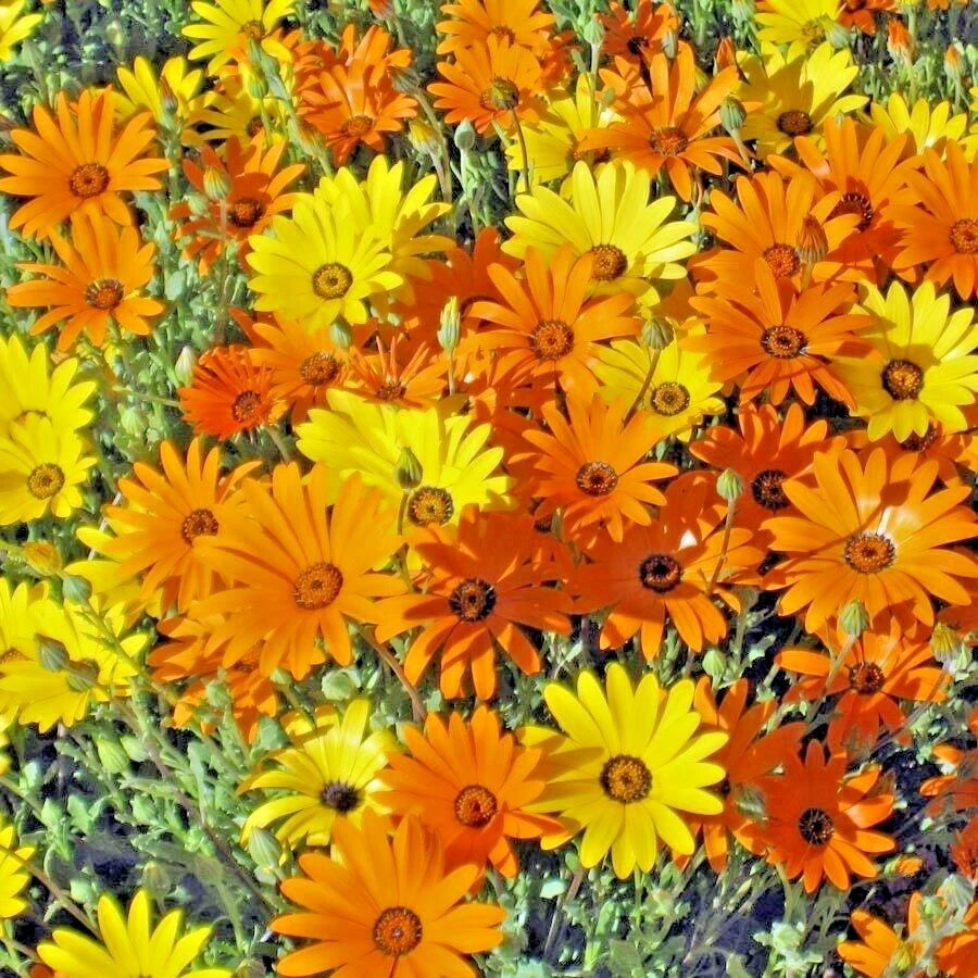 AFRICAN DAISY Seeds Flowering Annual Drought Heat Tolerant Garden Container Bellis perennis heirloom non-gmo seeds