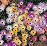 Daisy ICE PLANT LIVINGSTONE PASTEL MIX Groundcover Drought Tolerant Seeds Bellis perennis heirloom non-gmo seeds