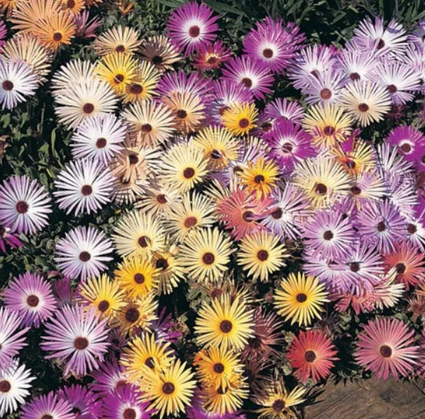 Daisy ICE PLANT LIVINGSTONE PASTEL MIX Groundcover Drought Tolerant Seeds Bellis perennis heirloom non-gmo seeds