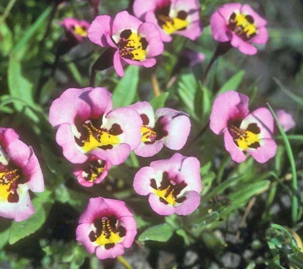 Diplacus tricolor Monkeyflower Seeds – Heirloom, Non-GMO, High Germination Organic Garden Seeds