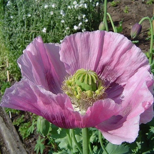 Hungarian Papavaer Somniferum Poppy Seeds For Planting Papaver sp. heirloom non-gmo seeds