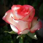 White Pink Hybrid Tea Flower Perennial Rose Seeds heirloom non-gmo seeds