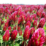 Crimson Clover Seed - with moisture retaining coating - Cover Crop heirloom non-gmo seeds