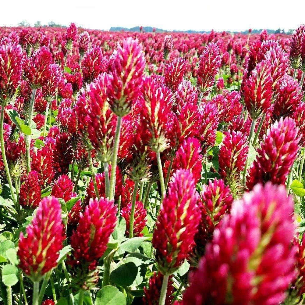Crimson Clover Seed - with moisture retaining coating - Cover Crop heirloom non-gmo seeds
