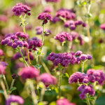 FLOSS FLOWER Ageratum RED FLINT Monarchs Love this plant Seeds heirloom non-GMO seeds