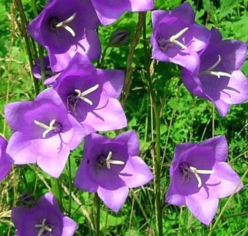 PEACH LEAF BELLFLOWER SEEDS BLUE AND WHITE MIX campanula persicifolia – Heirloom, Non-GMO, High Germination Organic Garden Seeds