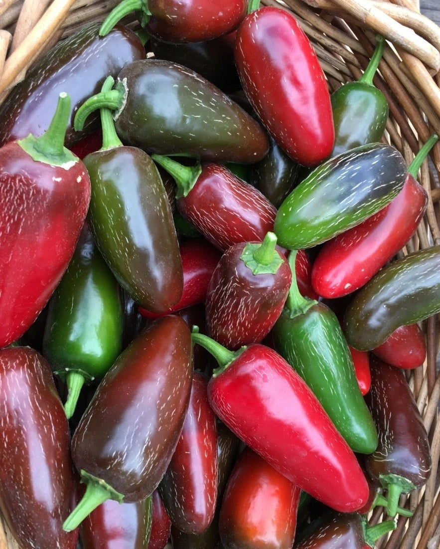 Grande Jalapeno Seeds Shipping heirloom non-gmo seeds