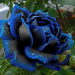 Midnight Supreme Rose Seeds - Seeds - Rose Flower Gardening heirloom non-GMO seeds