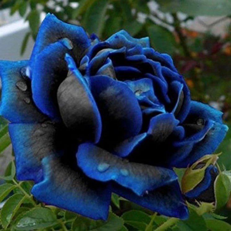 Midnight Supreme Rose Seeds - Seeds - Rose Flower Gardening heirloom non-GMO seeds