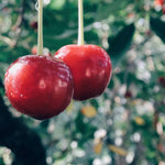 Evans Cherry Tree Seeds Prunus cerasus Evans Tasty Edible Tart Fruits heirloom non-gmo seeds