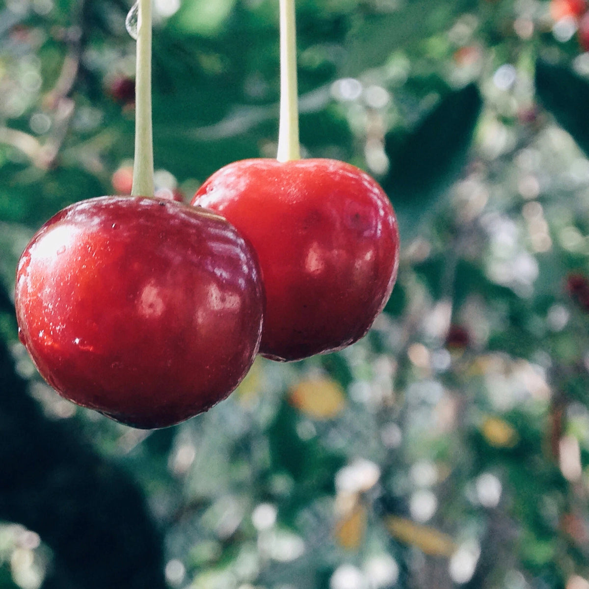 Evans Cherry Tree Seeds Prunus cerasus Evans Tasty Edible Tart Fruits heirloom non-gmo seeds