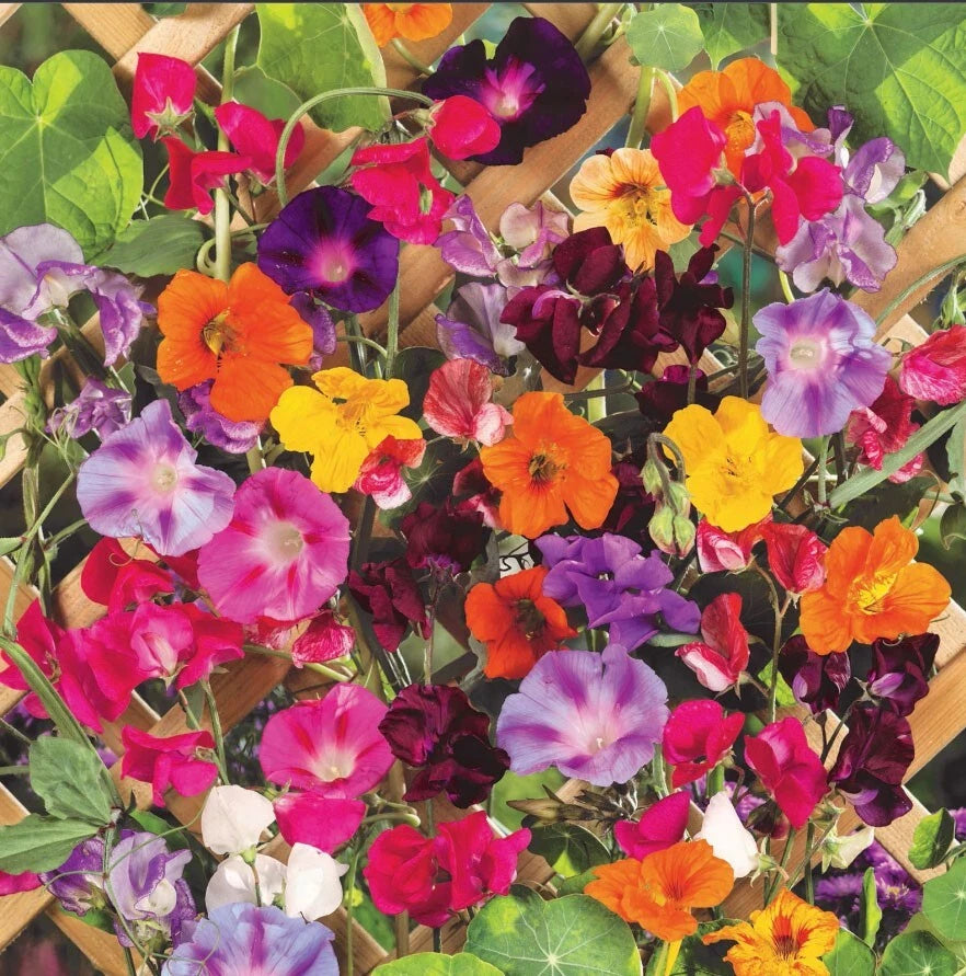 COLORFUL CLIMBERS Mix Morning Glory Sweet Pea Nasturtium Vines Seeds heirloom non-GMO seeds