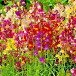 DWARF SNAPDRAGON Mix Flower Seeds Toadflax Wildflower Garden Container Easy Various Wildflower Species heirloom non-GMO seeds