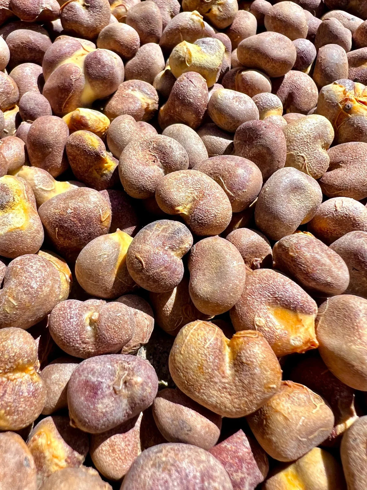 Fony Baobab Seeds Adansonia Rubrostipa heirloom non-GMO seeds