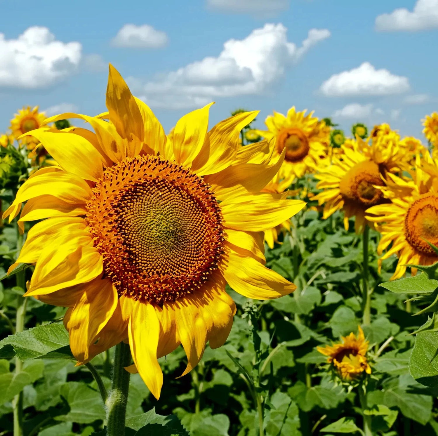 GIANT MAMMOTH RUSSIAN GREY STRIPE SUNFLOWER SEEDS Hardy FLOWERS – Heirloom, Non-GMO, High Germination Organic Garden Seeds
