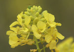 BRASSICA NIGRA Seeds Black Mustard shipping Annual heirloom non-gmo seeds