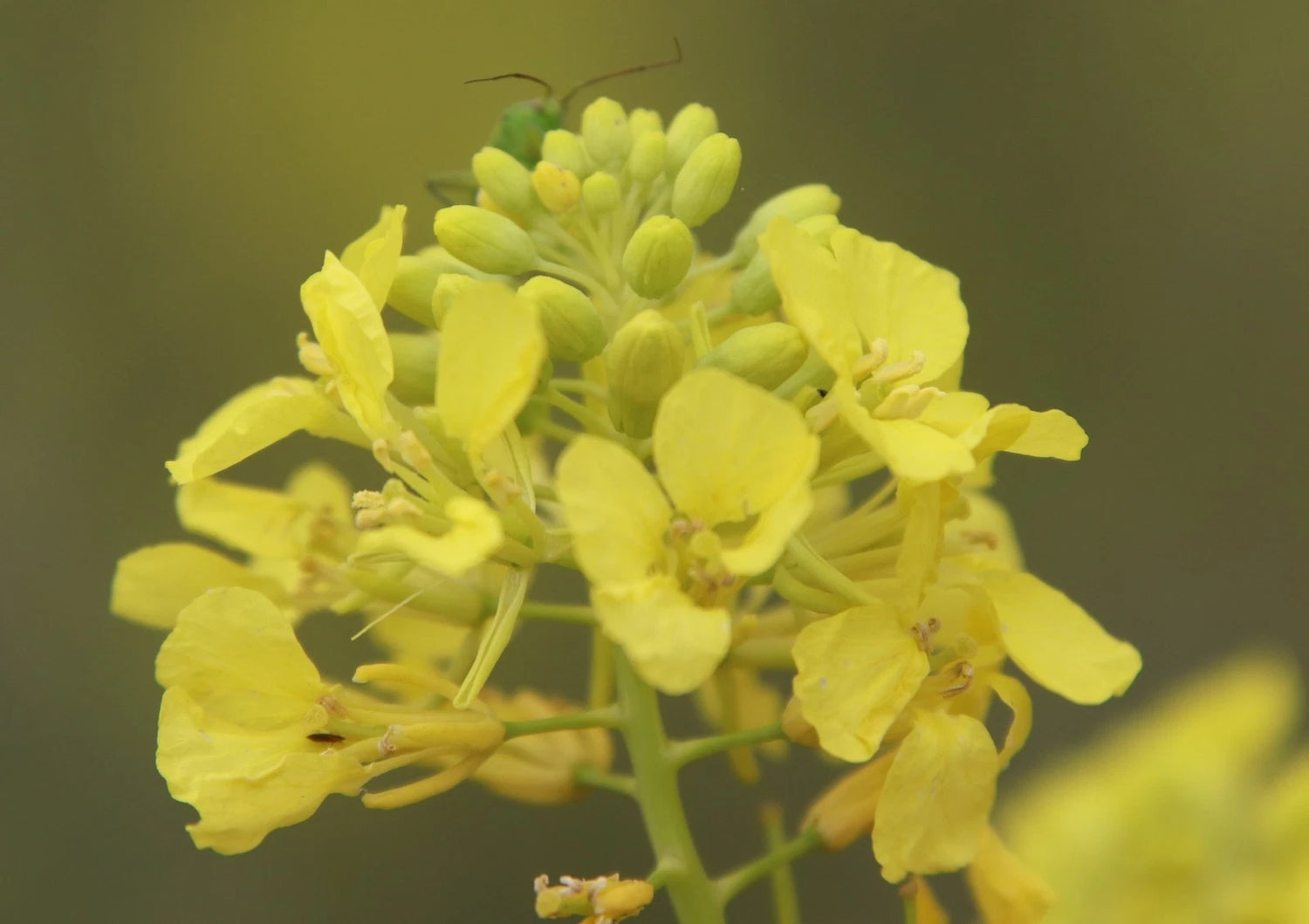 BRASSICA NIGRA Seeds Black Mustard shipping Annual heirloom non-gmo seeds
