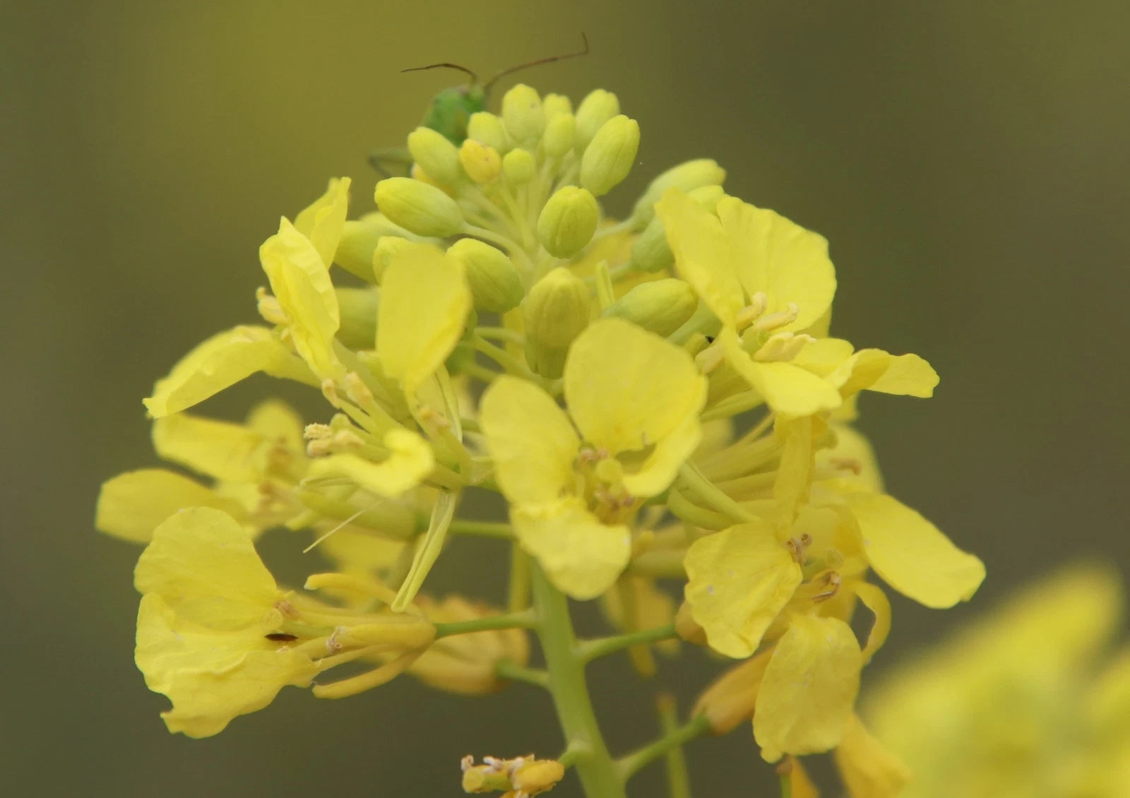 BRASSICA NIGRA Seeds Black Mustard shipping Annual heirloom non-gmo seeds
