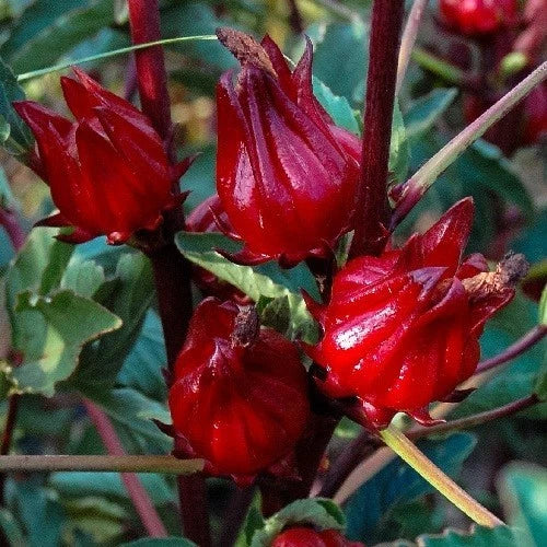 Roselle Seeds Asian Sour Leaf Hibiscus sabdariffa Florida Cranberry Sorrell heirloom non-GMO seeds