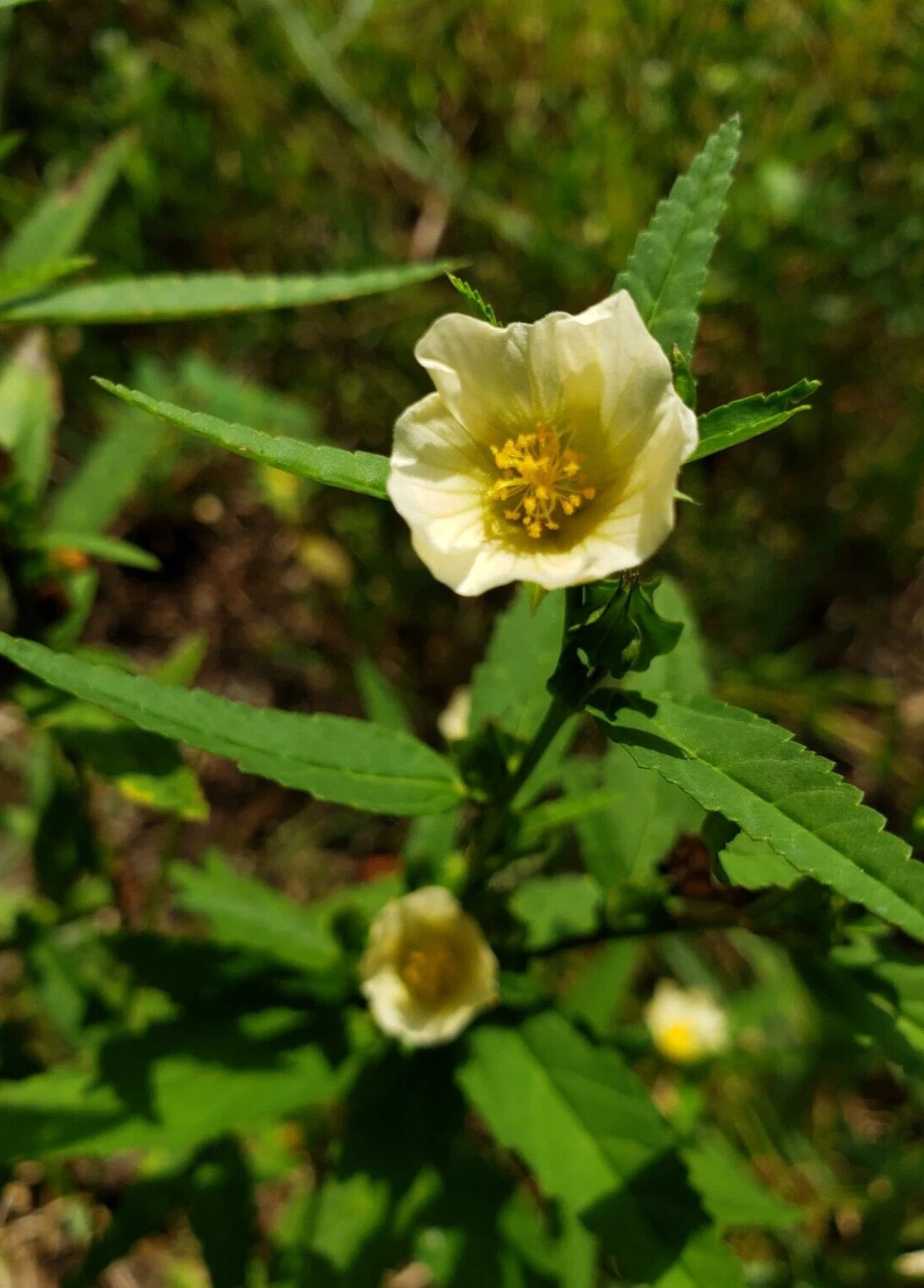 Sida Acuta Florida Native Seeds Shipping With Tracking heirloom non-gmo seeds