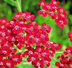 RUBRA YARROW Seeds Shipping Achillea Millefolium Herb Seeds heirloom non-gmo seeds