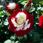 Rare Twin Red White Rose Seeds - Flower Seeds for Capt – Heirloom, Non-GMO