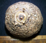 Synandrospadix Vermitoxicus Tuber - Year Old Bulb - Inches - Rare heirloom non-gmo seeds
