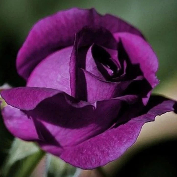 Dark Purple Rose Seeds - Seeds - Rose Flower Gardening – Heirloom, Non-GMO, High Germination Organic Garden Seeds
