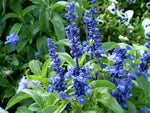 Blue Bedder Sage Flower Seeds Salvia Farinacea heirloom non-gmo seeds