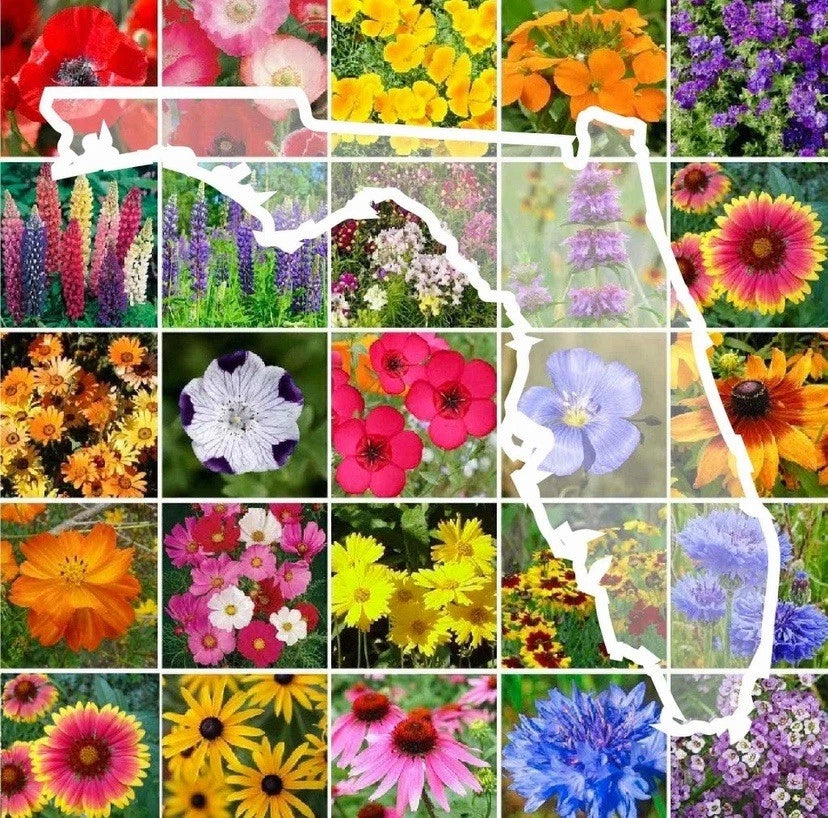Florida Wildflower Seed Mix Perennials Annuals SHIP Seeds – Heirloom, Non-GMO, High Germination Organic Garden Seeds