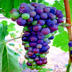 WINE GRAPE SEEDS Vitis vinifera Vine Tree Hardy Garden Fruit Plant heirloom non-gmo seeds