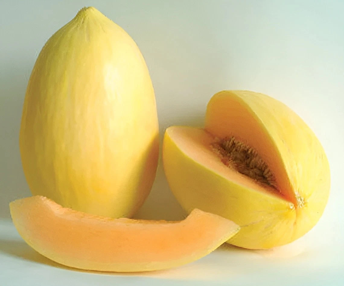 Crenshaw Melon Seeds - Tropical Notes Honey Sweet Melon heirloom non-gmo seeds