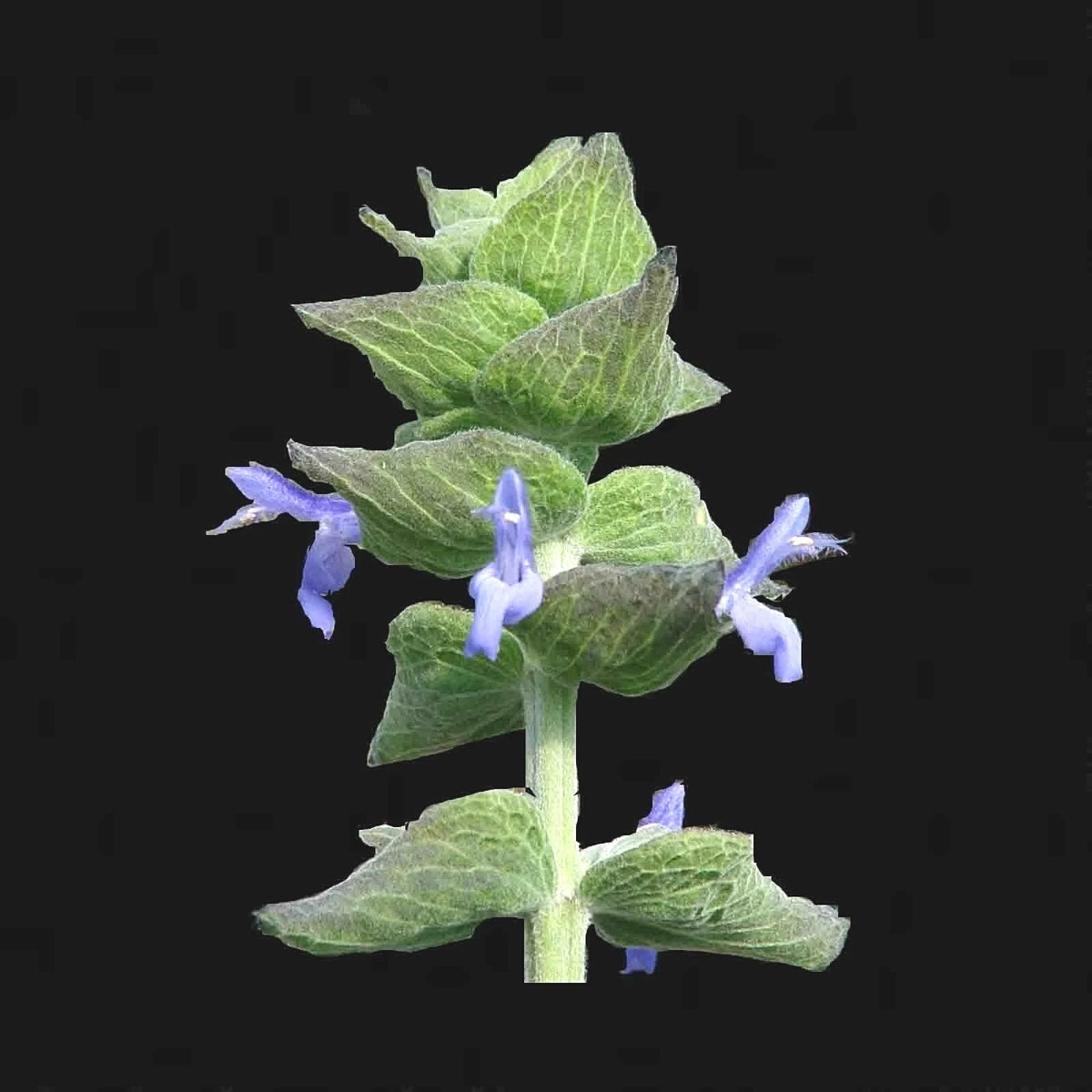 CHIA SALVIA HISPANICA SEEDS MICROGREENS SHIPPING – Heirloom, Non-GMO, High Germination Organic Garden Seeds