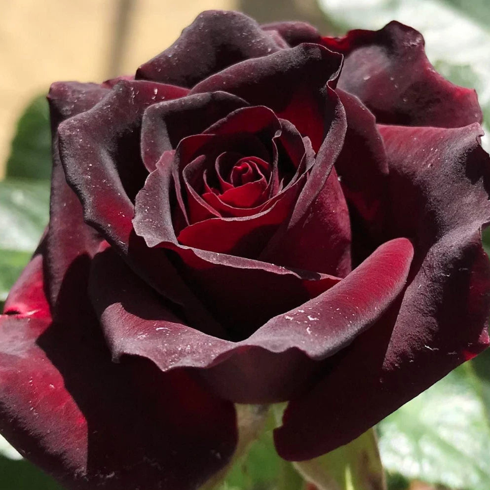 Black Baccara Hybrid Perennial Flower Rose Seeds heirloom non-gmo seeds