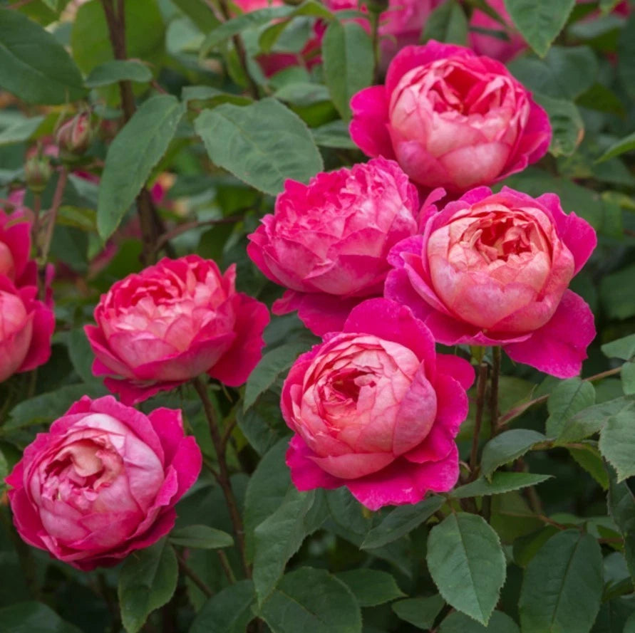 Benjamin Britten Rose Bush Seeds - Seeds - Rose Flower Gardening heirloom non-GMO seeds