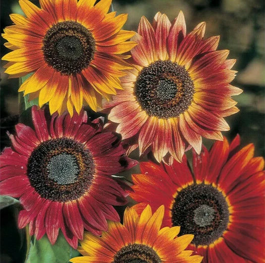 Evening Sun Sunflower Seeds Bicolor Multicolor Flowers Sun Flower Seed – Helianthus annuus – Heirloom, Non-GMO