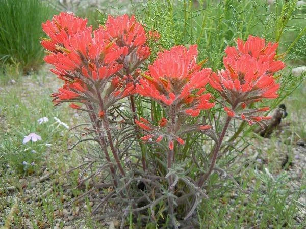 Castilleja chromosa Owl s Clover Seeds heirloom non-gmo seeds