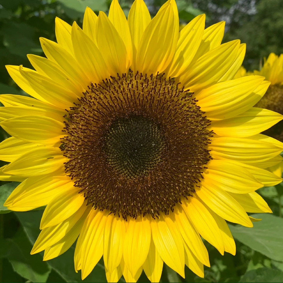 Dwarf Sunspot Sunflower Seeds Bee Bird Attractor Genuine – Heirloom ...