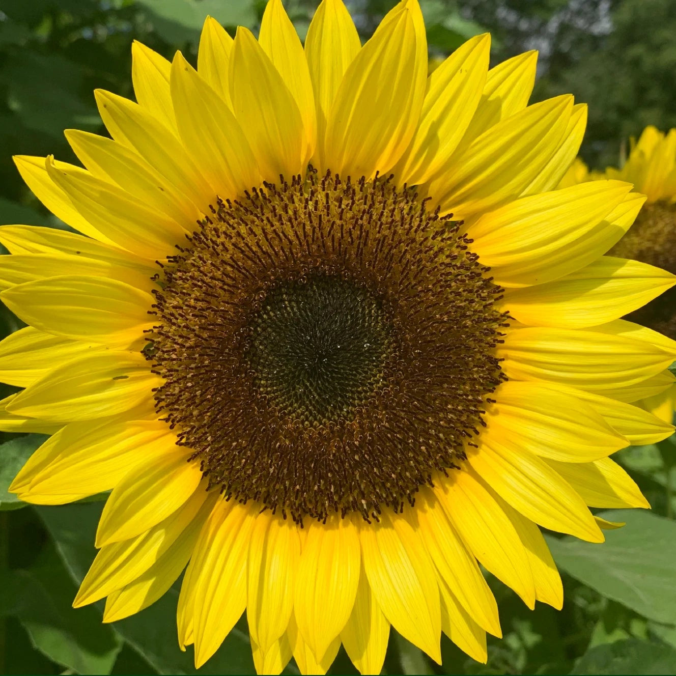 Dwarf Sunspot Sunflower Seeds Bee Bird Attractor Genuine heirloom non-GMO seeds