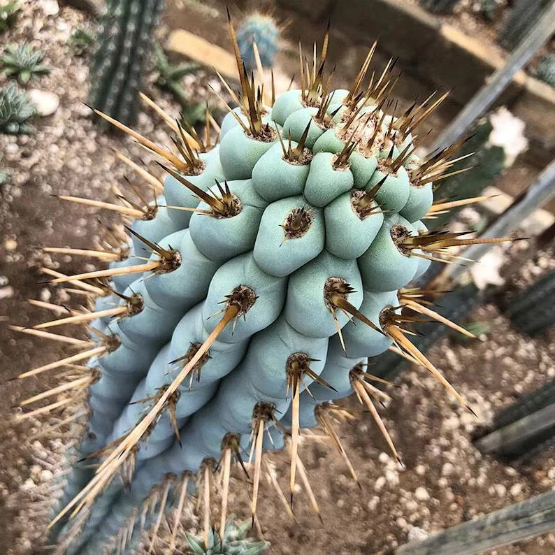 BLUE CEREUS CACTUS SEEDS Browningia hertlingiana RARE Tree Like Cacti heirloom non-gmo seeds