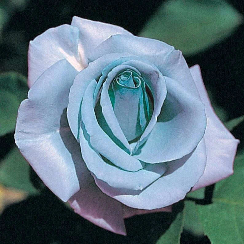 Blue Rose Seeds Flower Bush Perennial Shrub Flowers Seed Flowering Bloom heirloom non-gmo seeds
