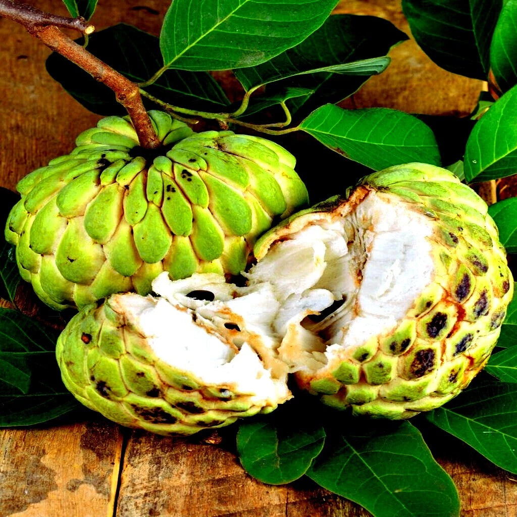 Sugar Apple Fruit Tree Seeds Annona squamosa Tropical Sweetsop Plant heirloom non-gmo seeds
